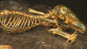 Kostra krtka ako šperk? Túto vyrobili zo zlata