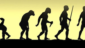 Evolúcia: Od opice k prasaťu a ďalších 24 vývojových radov