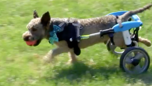 Vozíčkari, nevidiaci, či bez sluchu. Toto sú návštevníci unikátneho pikniku pre hendikepované zvieratká