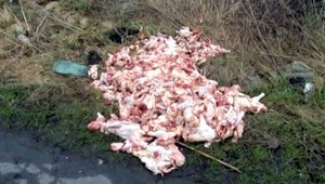 V Chynoranoch objavili skládku, boli na nej mŕtve kurčatá