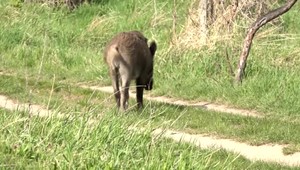 Mladá mamička v Pezinku zažila šok. K jej dvojročnému synčekovi sa na ihrisku priblížili dve divé svine