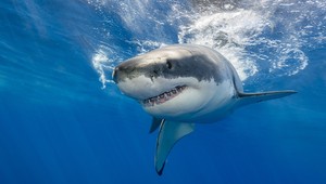 Žraloky milujú elektráreň: Ohrieva im vodu a pomáha s rozmnožovaním