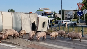 Prevrátený kamión s prasiatkami: Úsek pri Senci uzavreli