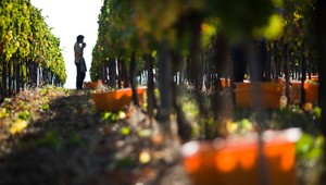 Vinohradníci na východnom Slovensku majú problém