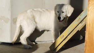 Nevideli ste šteniatko z Borského Svätého Jura?