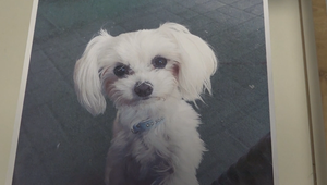 Agresívny pes mal útočiť opakovane. Prípad usmrtenia sučky Lily zostal bez vinníka