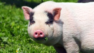 Slovenskí lekári operovali sviňu, pre dobro ľudstva