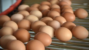 Surové vajce ako zbraň: Obyvatelia sa obávajú nečakaných útokov