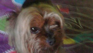 Hľadáme chutného Čika!