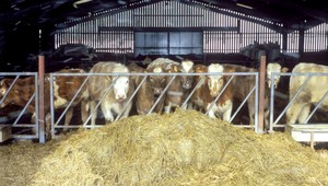 Minister pôdohospodárstva potvrdil štvrté ohnisko slintačky a krívačky