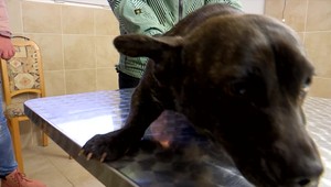 Majiteľ zistil, že asi psíka nechce. Odhodil ho vo vreci do kríka