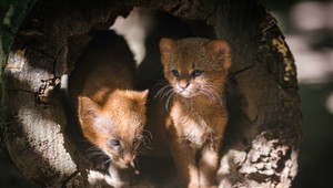 Nič rozkošnejšie dnes neuvidíte