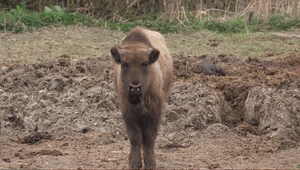 Národný park rozhodol: Osirelé zubríča Mirka poputovala do Bojníc