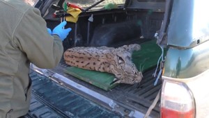 Neznámy vodič zrazil chráneného rysa, po nehode ušiel