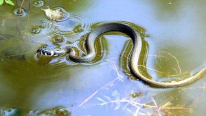 Slnečné počasie láka aj hadov, vyliezajú, aby sa vyhriali