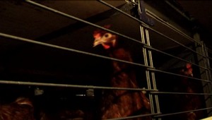 Vtáčia chrípka dorazila na Slovensko. Ministerstvo vyzýva chovateľov