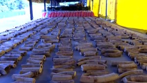 VIDEO: Najväčší zadržaný nález. Úrady na lodi našli 8,8 ton slonoviny