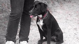 V Bratislave sa stratila Noja! Pomôže, odmena je 500 €