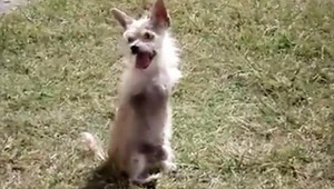 Tohto psíka si zamilujete! Aj bez predných labiek skáče ostošesť