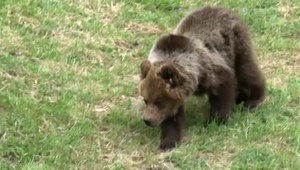 Cyklista uháňal pred medvedicou s mláďatami