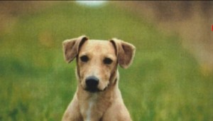 Toto sú 3 spôsoby, ako si zlepšiť črevný mikrobióm.Verili by ste, že pomôže pes?