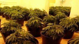 Marihuanový raj v Kátove. Rumun (23) zásoboval aj okolie