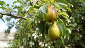 Chutné hrušky v záhrade: Ako ich správne zasadiť a starať sa o ne?