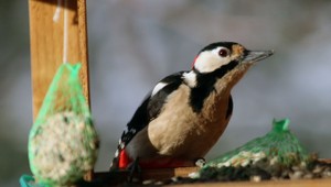 Ďatľov lákajú fasády domov. Ornitológ radí, ako sa ich zbaviť