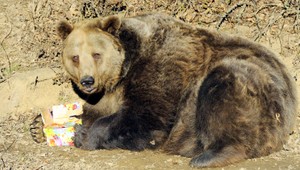 Medveď si hoduje v záhradách, ľudia majú strach