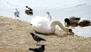 Vtáčia chrípka? Uhynulo 27 labutí