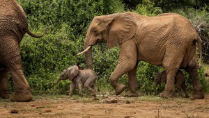 V Keni sa narodili vzácne slonie dvojičky