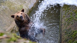 Turisti zaberajú zvieratám priestor. Uchyľujú sa tak k nočnej aktivite