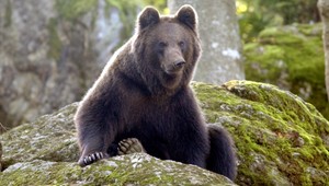 Poľovníka napadla medvedica, skončil v nemocnici