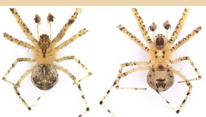 Nové druhy pavúkov na Slovensku. Sú jedovaté?