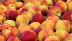 Sezóna v sadoch vrcholí: Plody sú síce menšie, ale o to chutnejšie