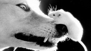 Psy možno nahradia hlodavce. Budú v policajnom zbore krysy?