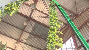 Chmeľobranie v Nemšovej: Úroda je slabá, pestovateľov ubúda