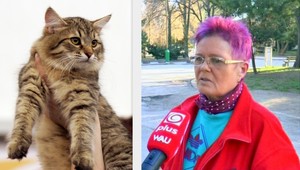 Žilinčanka Anna Wilková denne nakŕmi 90 mačiek