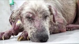 VIDEO: Neuveriteľná premena zachráneného psíka