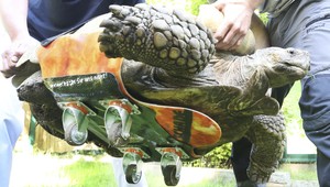 Korytnačka v nemeckej ZOO dostala invalidný vozík, trpí artritídou