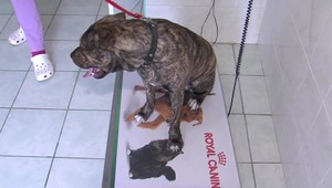 Muž sa zbavil psa kurióznym spôsobom. Po ročného staforda musela prísť do krčmy odchytová služba