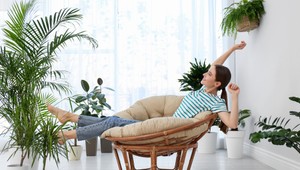 Zlepšite si ovzdušie pomocou izbových rastlín: Tieto pohlcujú škodlivé látky najlepšie