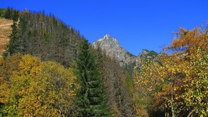 VLK chce vyškrtnúť Karpatské bukové pralesy zo zoznamu svetového dedičstva UNESCO