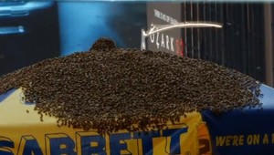 Ľudia v New Yorku utekali ako o život. Do centra zavítal roj včiel