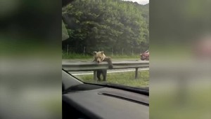 Prekvapenie na rýchlostnej ceste: Medveďa pod kolesami vodič nečakal
