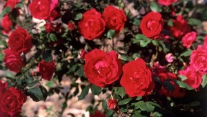 Školáka (13) postrelil majiteľ pozemku, na ktorom chcel natrhať ruže