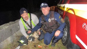 FOTOGALÉRIA: Policajti z Vrútok zachránili topiacu sa srnku