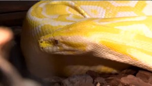 Keď vás uštipne had, zachovajte pokoj. Odsávanie jedu je mýtus