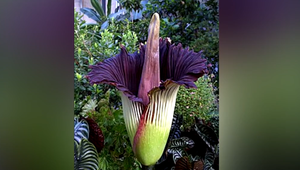 Vzácna rastlina v botanickej záhrade pomaly otvára svoj puk