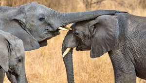 Ázijské slony pochovávajú svojich mŕtvych